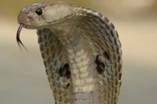 Serpente cascavel do deserto para colorir e imprimir