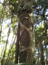 Esse tipo de raiz mata a planta que usa como suporte