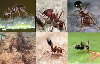 Formiga. A importância das formigas - Escola Kids