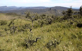 Quais são os TIPOS de VEGETAÇÃO do Brasil? 